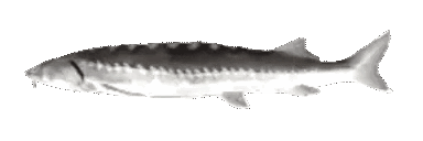 An animated meme of a spinning fish